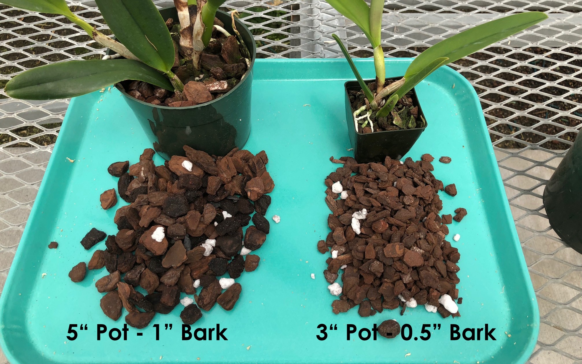How Much Soil Do Orchids Need 
