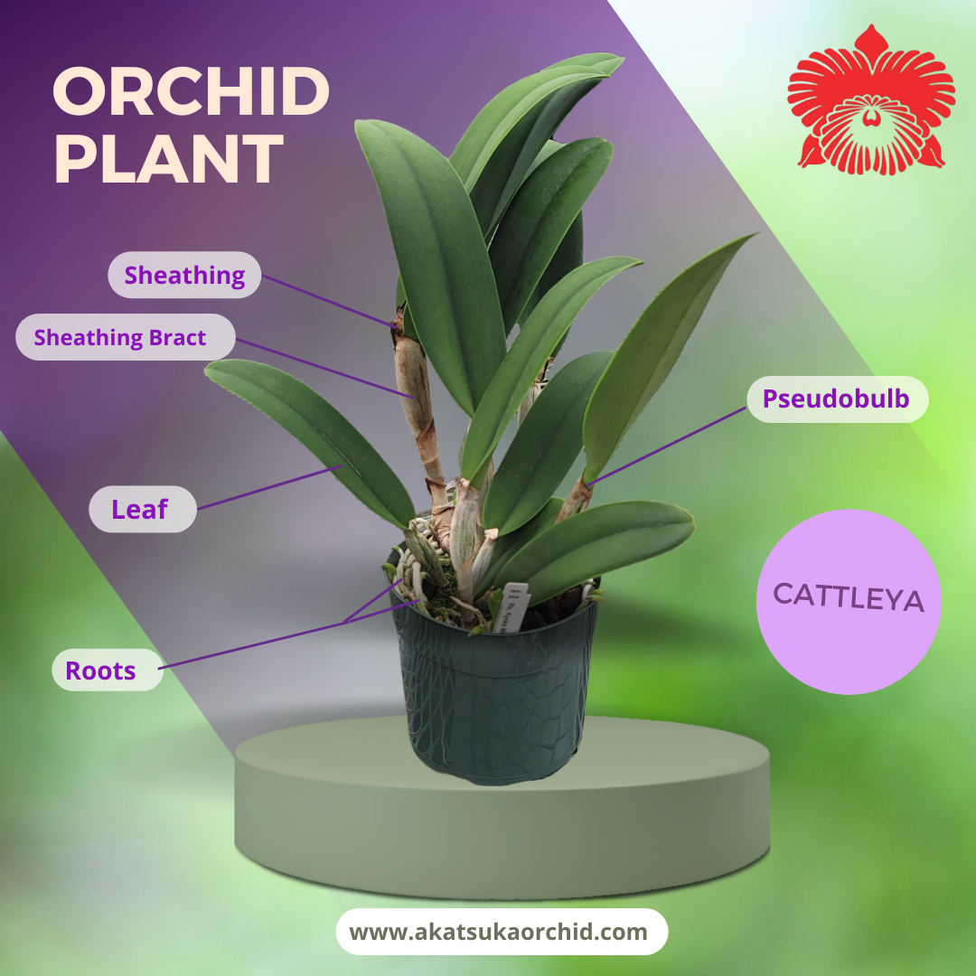 Orchid Anatomy: Plant Parts and Terminology - Akatsuka Orchid Gardens