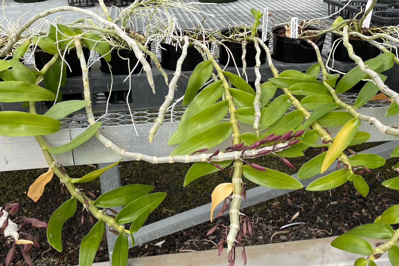 Honohono Orchids