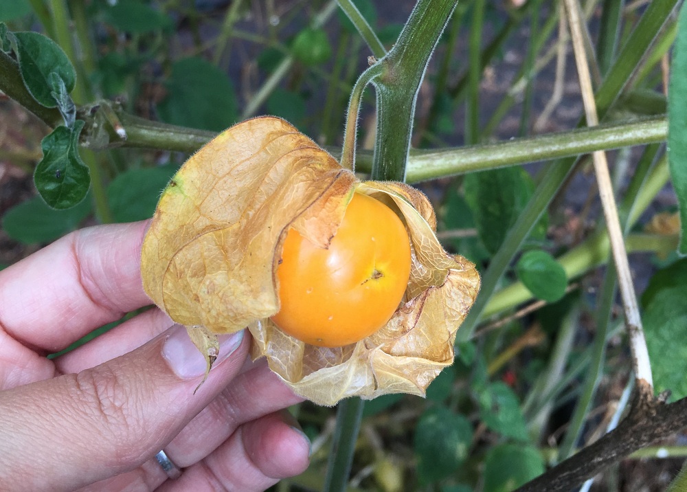 Poha Berries - Fruit That Starts With P