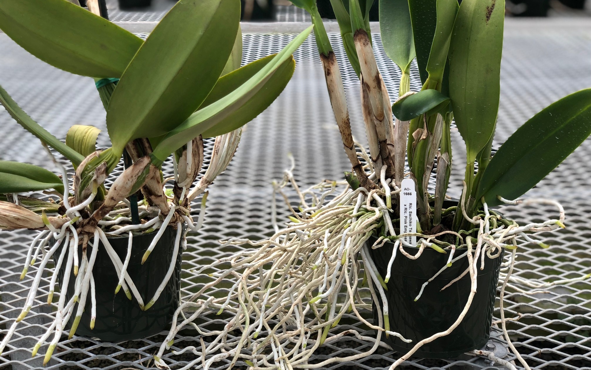 What Soil Do You Put Orchids In at Steven Mitton blog