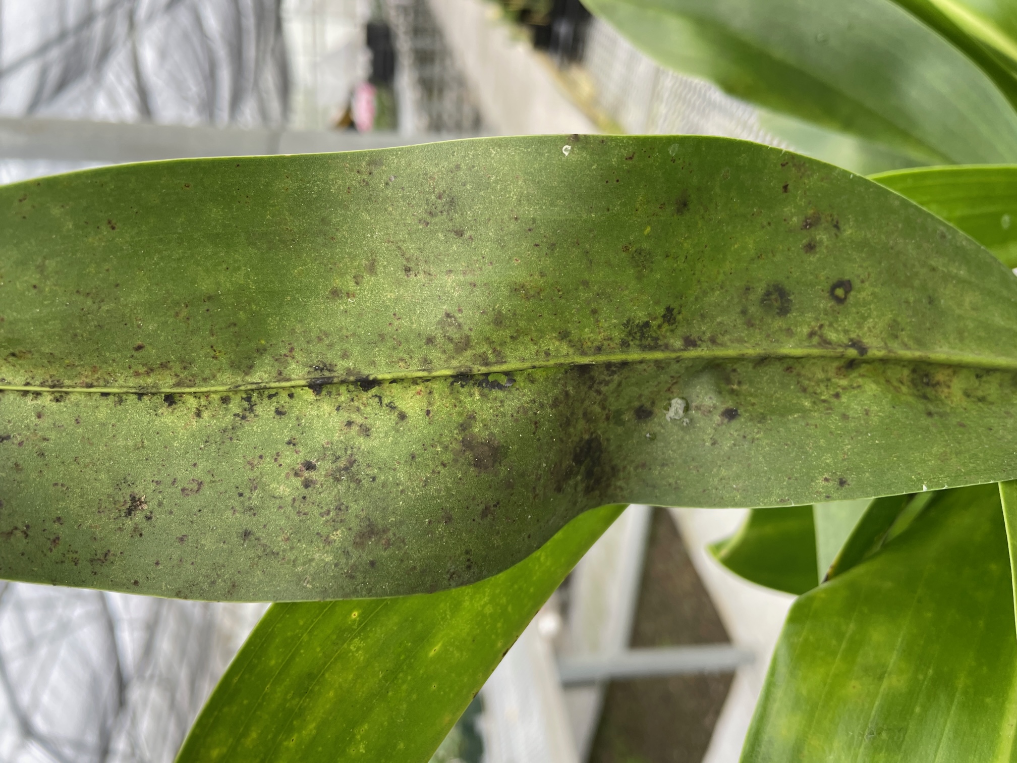 Sooty Mold on Grammatophyllum